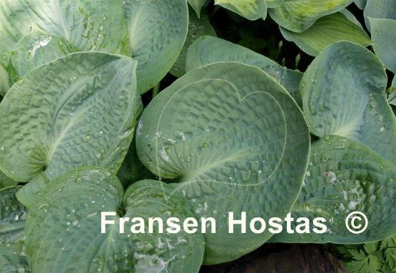 Hosta Sea Lotus Leaf